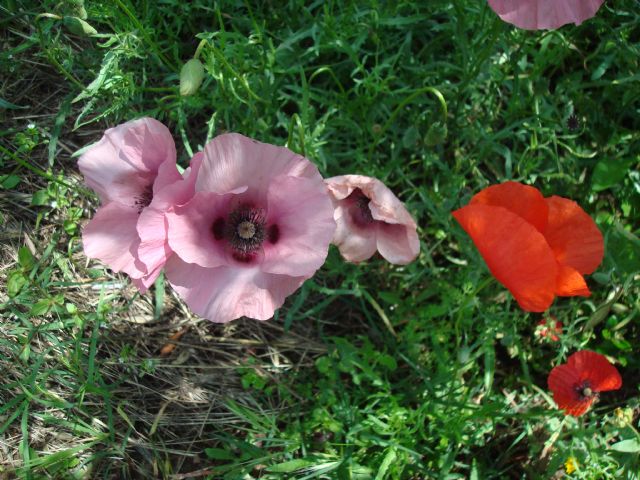 non solo rossi - Papaver rhoeas